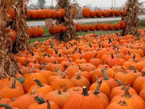 Morton Pumpkin Festival - Morton, IL | Morton pumpkin festival, Pumpkin ...