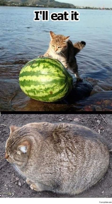 fatto catto because of the watermelon : r/Catmemes