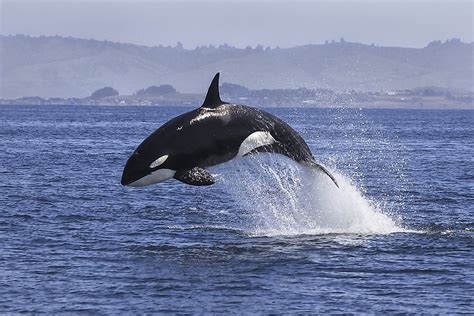 What Animals Live in the Atlantic Ocean? - WorldAtlas