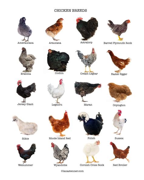 Choosing the Best Chicken Breed for Your Flock - 20 Most Popular Breeds