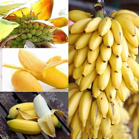 100 pcs Mini Dwarf Banana Bonsai Tree Mini Banana Seedsplants Outdoor ...