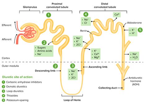 Loop Diuretics | Concise Medical Knowledge