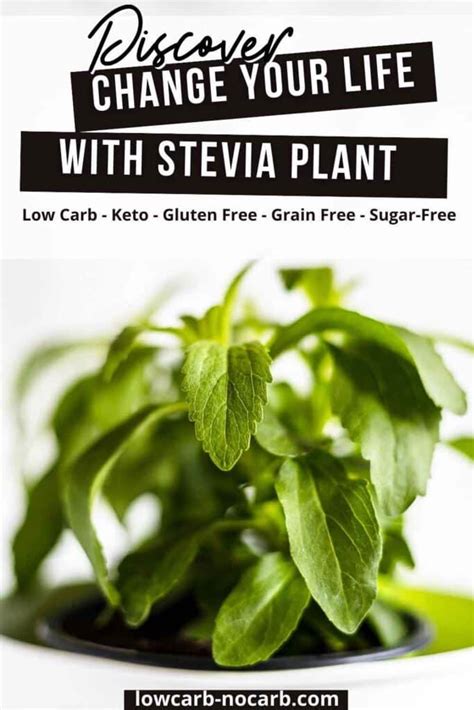 Change Your Life With Stevia Plant