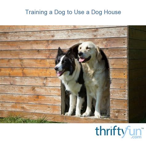 Training a Dog to Use a Dog House | ThriftyFun