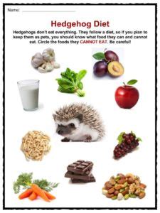 hedgehog diet