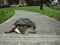 Turtle Running GIF - Find & Share on GIPHY