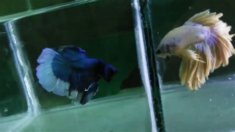 Full moon Vs half moon betta fish - YouTube