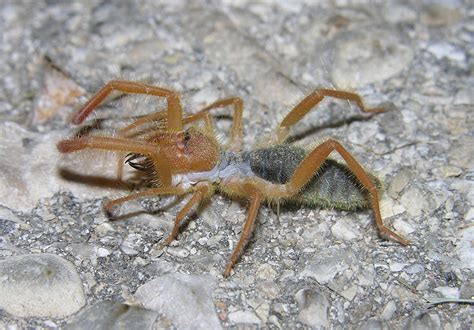 Camel spider 2 (Eremobatidae), New Mexico - a photo on Flickriver