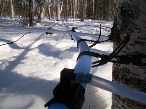 Weighing the Pros and Cons of Producing Birch Syrup - Cornell Small Farms