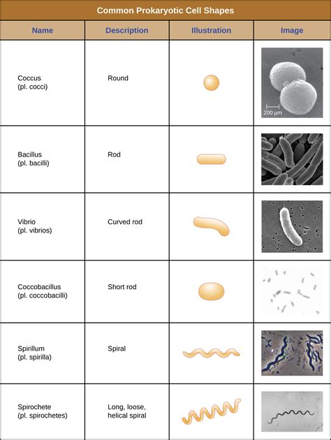 Unique Characteristics of Prokaryotic Cells · Microbiology