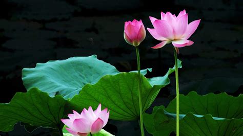 Lotus Flower Wallpapers - Top Free Lotus Flower Backgrounds ...