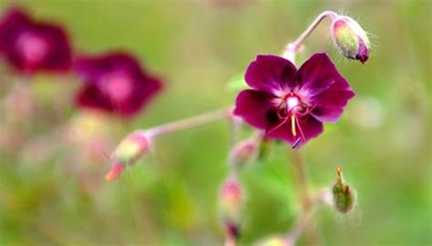 What Is the Calyx of the Flower? | Garden Guides