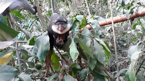 White-throated guenon - Facts, Diet, Habitat & Pictures on Animalia.bio