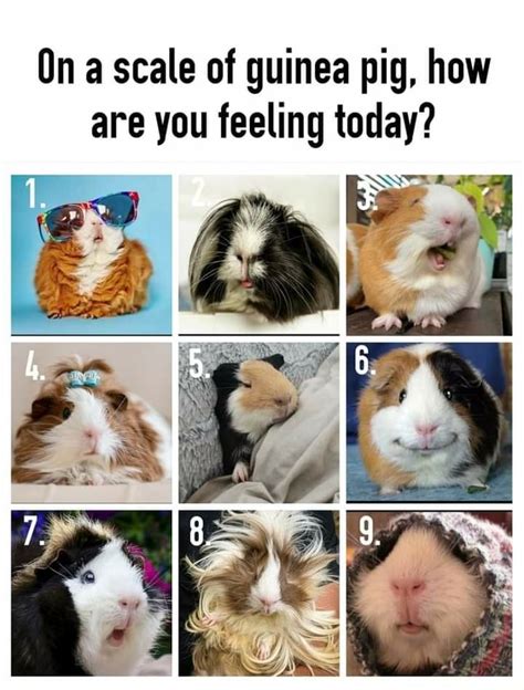 On a scale of guinea pig, how are you feeling today? - iFunny