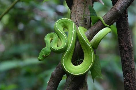 Green Tree Python Information [Facts, Types, Habitats, and Cages ...