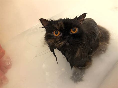 Persian cat taking a bath : r/aww