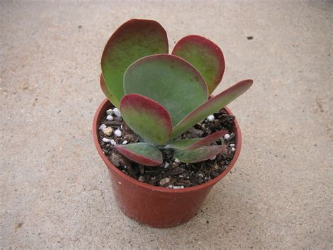 Flapjack Succulent Plant Kalanchoe Luciae 4 Inch Pot Great