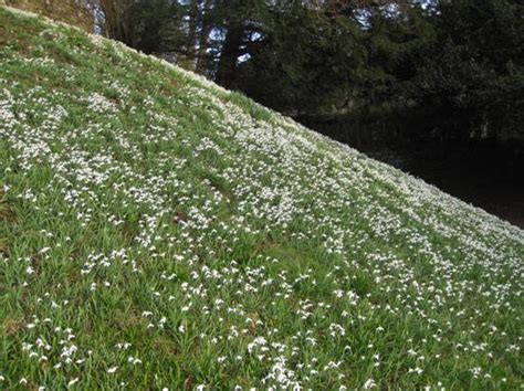 Judy's Snowdrops - Benington Lordship