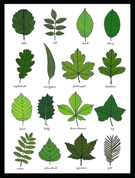 herbs table chart pdf | Tree leaf identification, Leaf identification ...