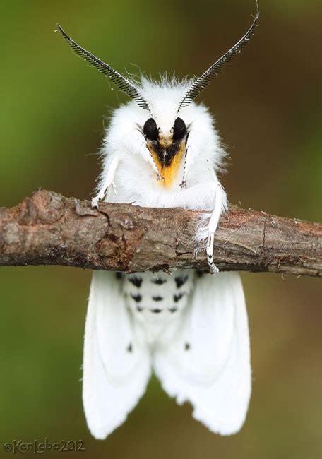 Virginian Tiger Moth or Yellow Woolybear Moth Spilosoma virginica ...