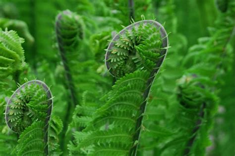 Growing Fiddlehead Ferns