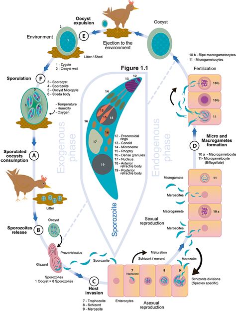 The Life Cycle Of A Typical Eimeria Species Sporozoites