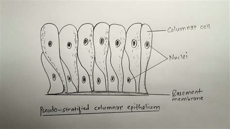 Pseudostratified Columnar Epithelium Diagram