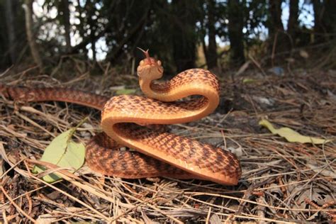 Brown Tree Snake - South East Snake Catcher - Gold Coast