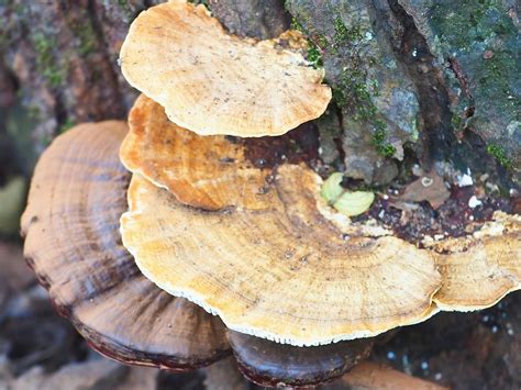 Tasty Fungus | Love the chewy taste of fungus but am no expe… | Flickr