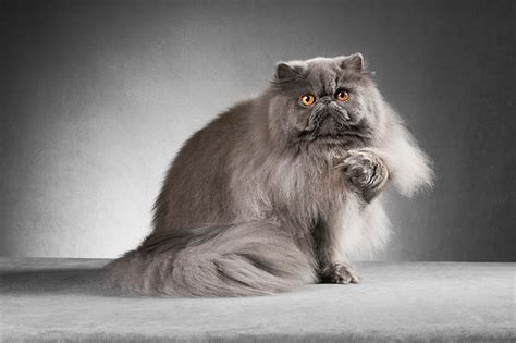 Groom like a Pro - Top Tips for grooming Persians - Eye Envy Inc.