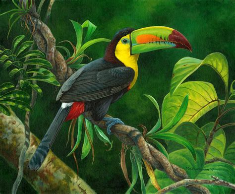 Keel-billed Toucan - Mike Langman Art