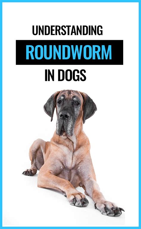 Understanding Roundworm in Dogs - PBS Pet Travel