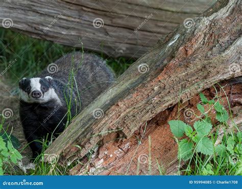 Badger cubs at set stock image. Image of mammal, badgers - 95994085