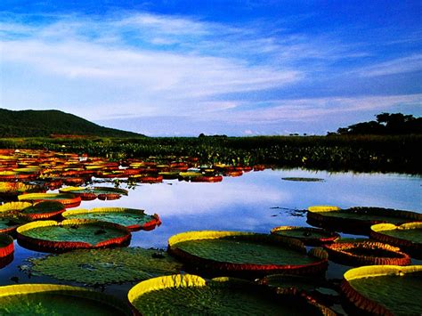 Pantanal Wetlands Brazil; The Largest Freshwater Wetland Ecosystems in ...