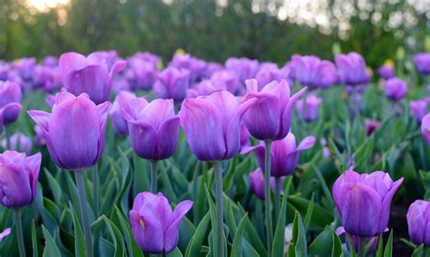 Be Bold With Tulips and Fall Bulbs | Gardener's Supply