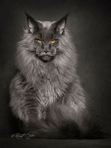 Le chat maine coon le plus grand chat de race origine et histoire – Artofit