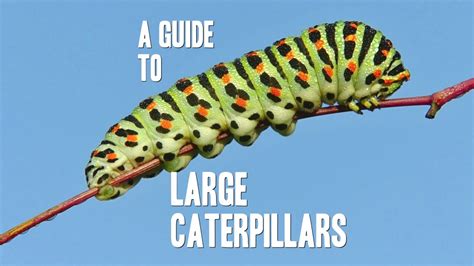 Large Caterpillar Identification (With Photos) - Owlcation