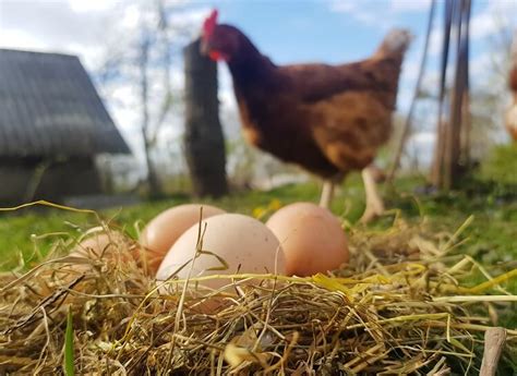 When Do Chickens Start Laying Eggs? Breeds And What To Expect ...