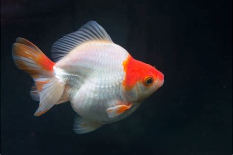 Ryukin Goldfish: Facts and Care Guide