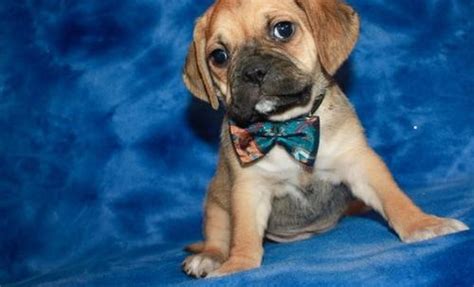 Puggle Puppy for Sale - Adoption, Rescue for Sale in Hawarden, Iowa ...