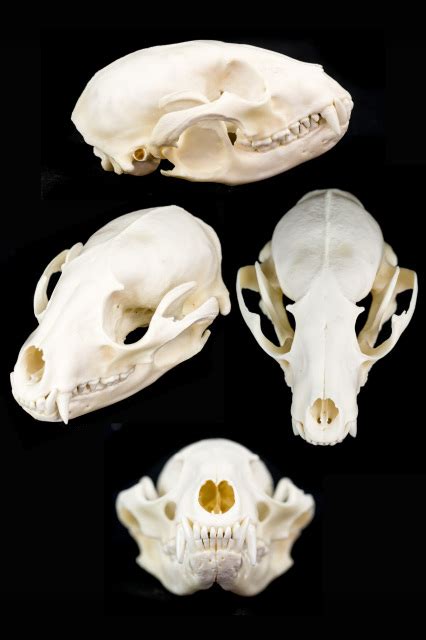 Raccoon Skull