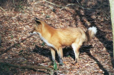 Florida Nature: Vulpes vulpes fulva - Red Fox (of the eastern United ...