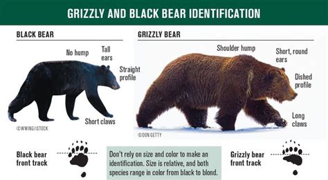 Grizzly Bear Vs Lion Size