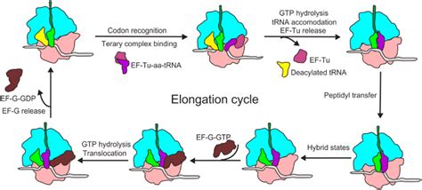 Elongation Factor Tu