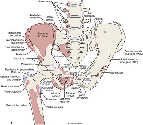 Hip | Musculoskeletal Key