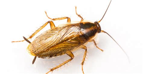 German vs American Cockroach: What are the Differences? - Wiki Point