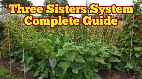 Complete Guide To Three Sister System Of Gardening// No Dig Organic ...