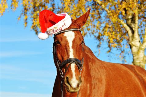 Christmas Horse Wallpapers - Top Free Christmas Horse Backgrounds ...