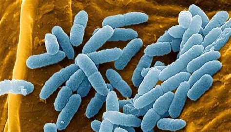 Pseudomonas & pseudomonas aeruginosa infections and treatment