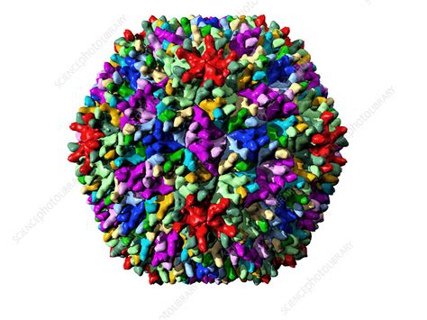 Infectious bursal disease virus particle - Stock Image - M050/1100 ...